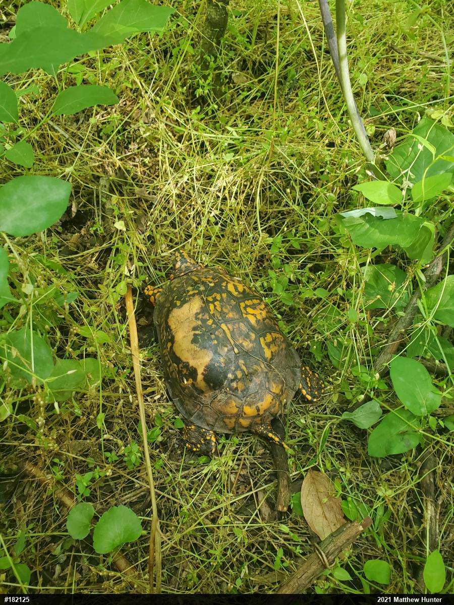Eastern Box Turtle