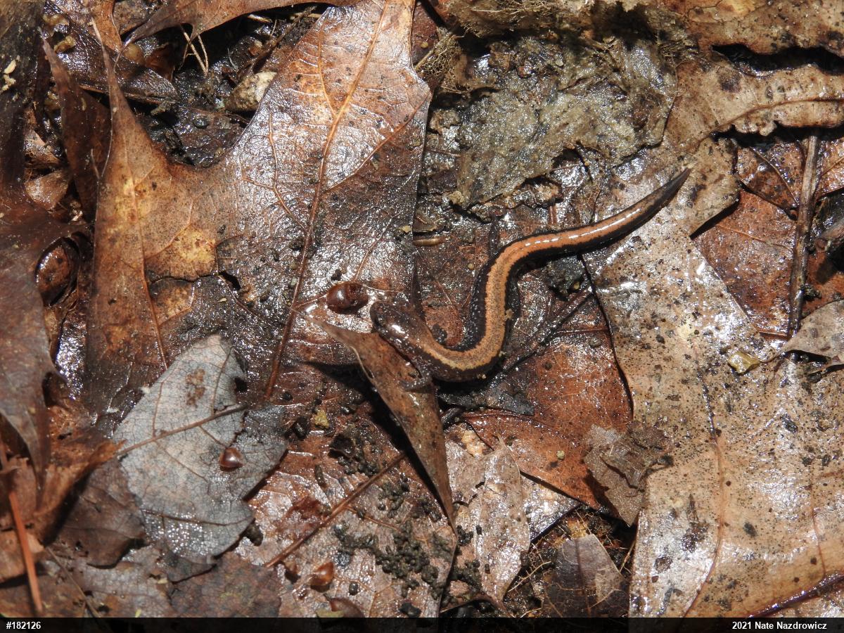 Eastern Red-backed  Salamander