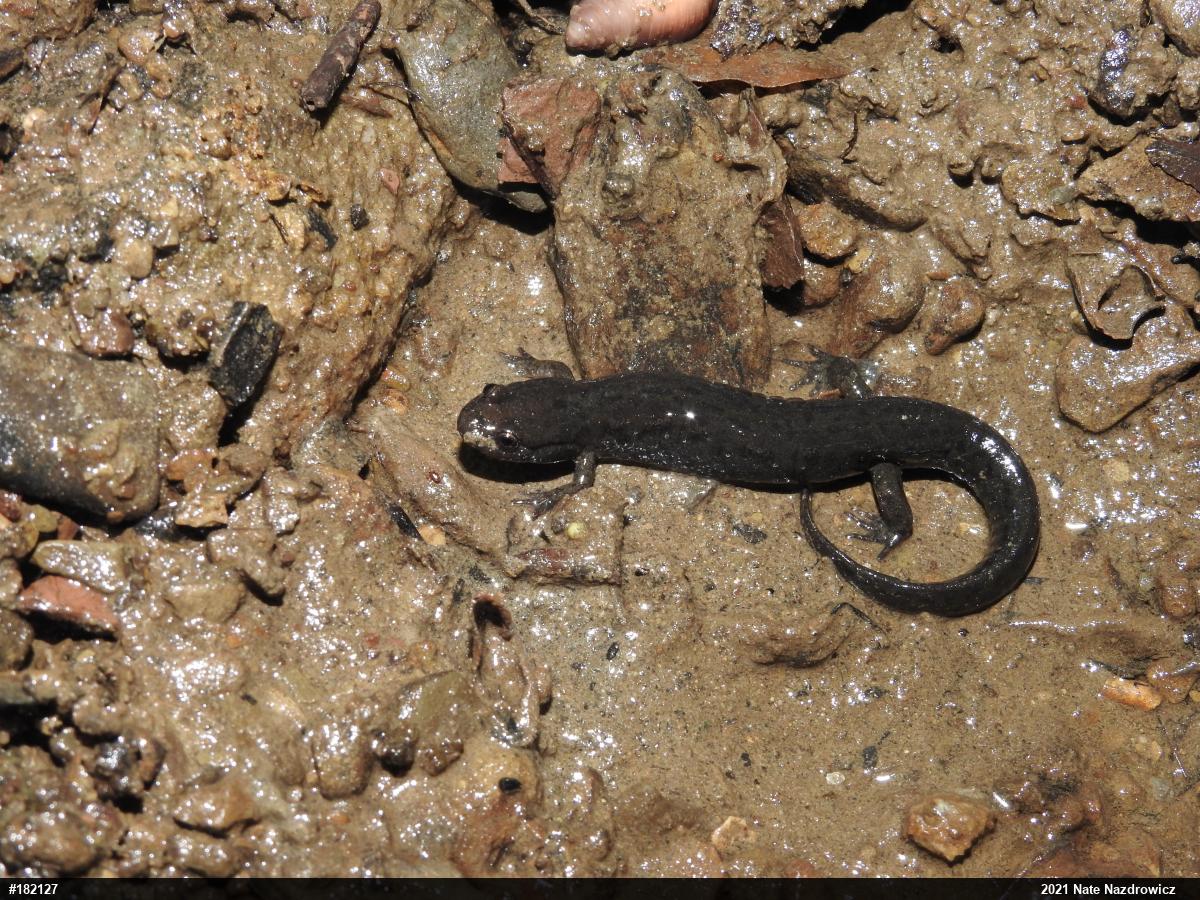 Northern Dusky Salamander