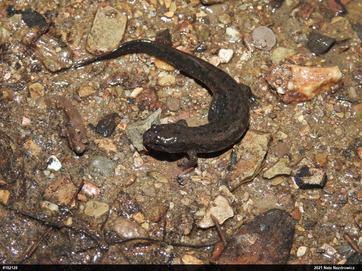 Northern Dusky Salamander