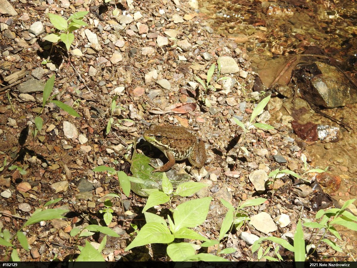 Green Frog