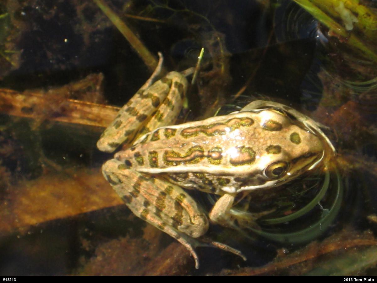 Pickerel Frog