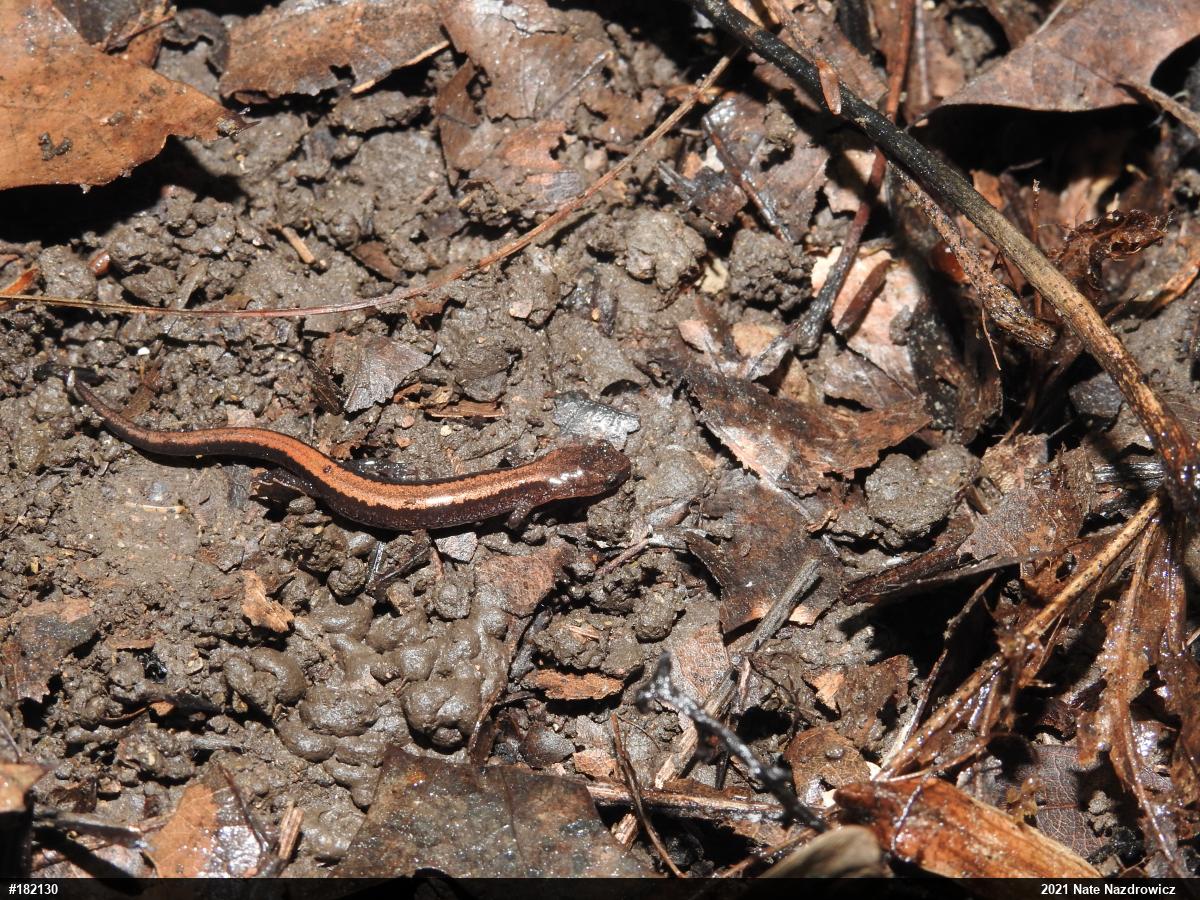 Eastern Red-backed  Salamander