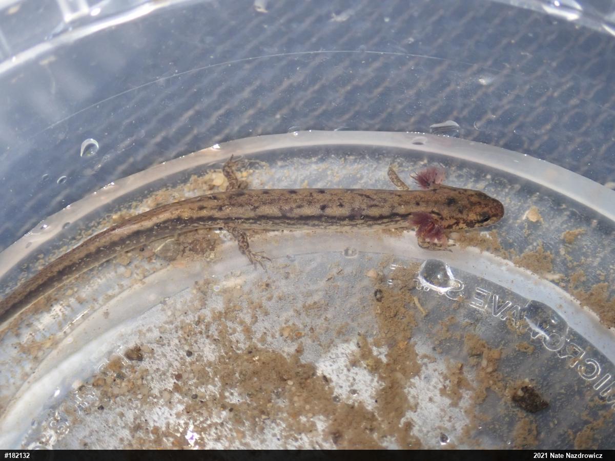Northern Two-lined Salamander
