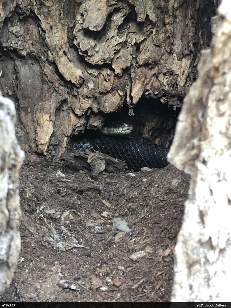 Eastern Ratsnake
