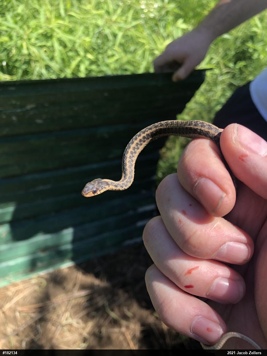 Eastern Gartersnake