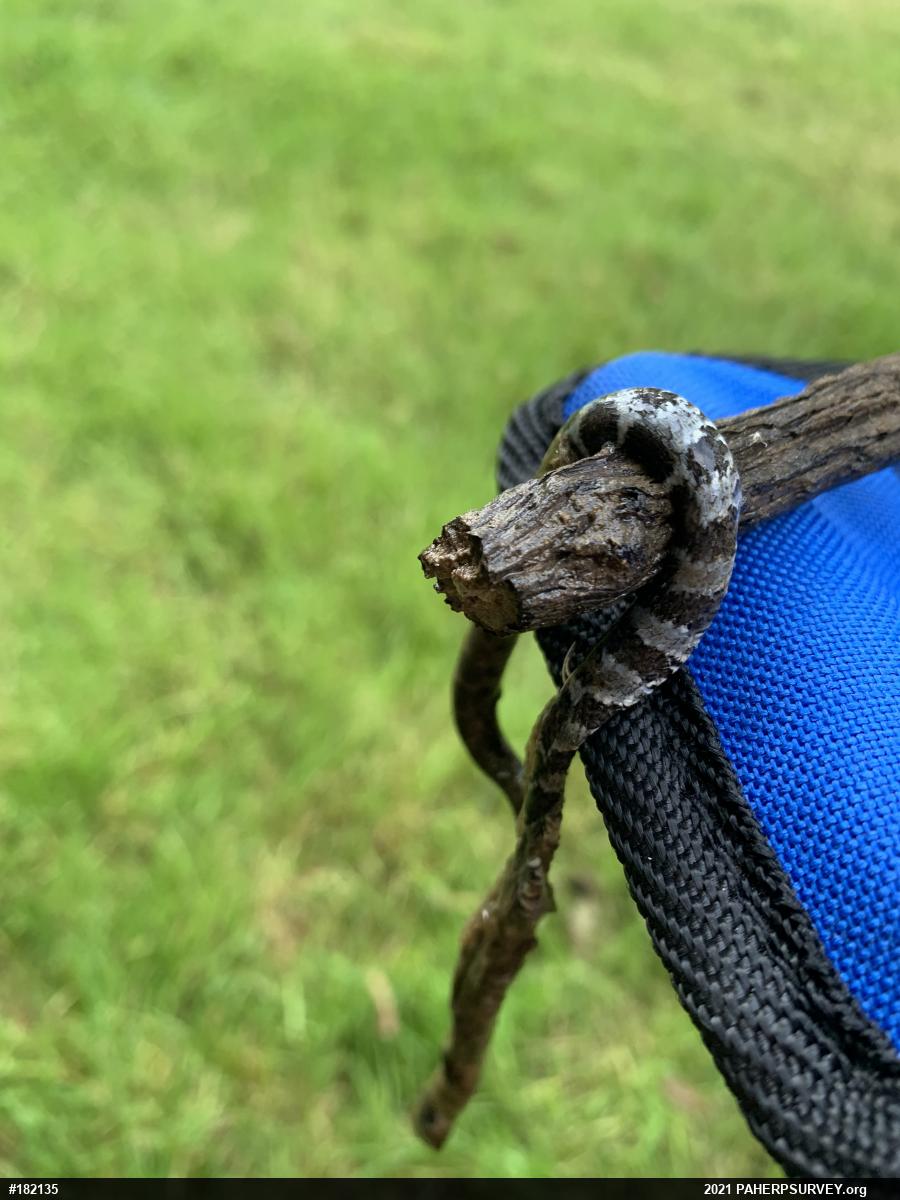 Northern Watersnake