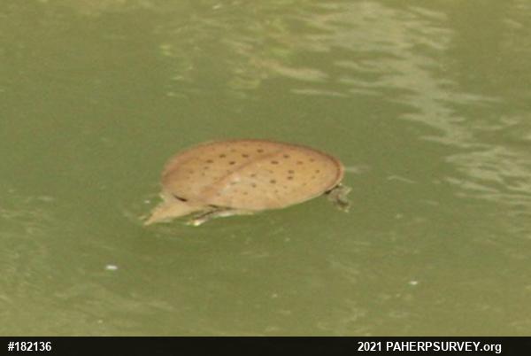 Eastern Spiny Softshell
