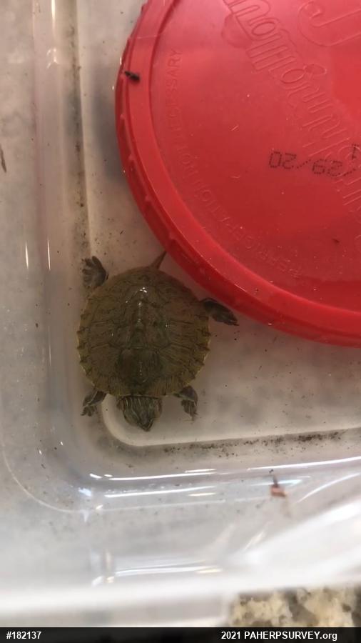 Red-eared Slider