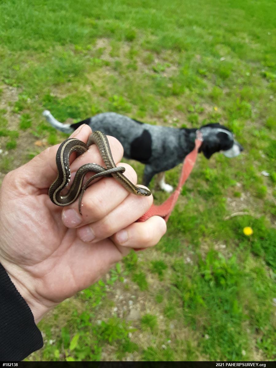 Shorthead Gartersnake