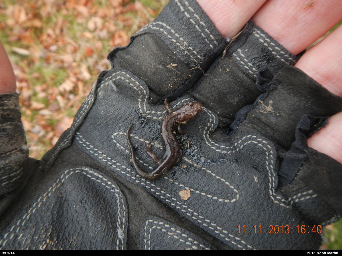 Allegheny Mountain Dusky Salamander