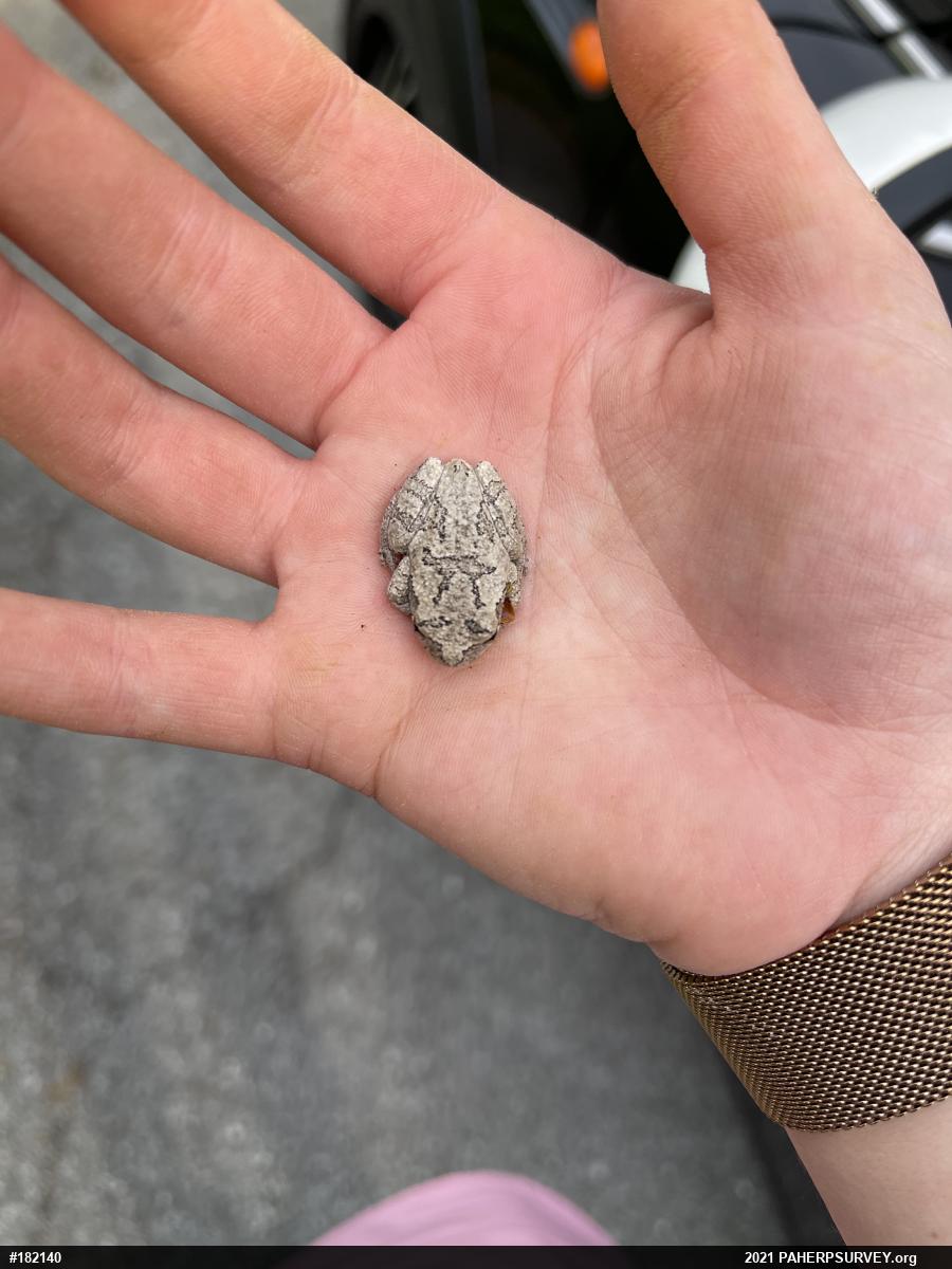 Unknown Gray Treefrog