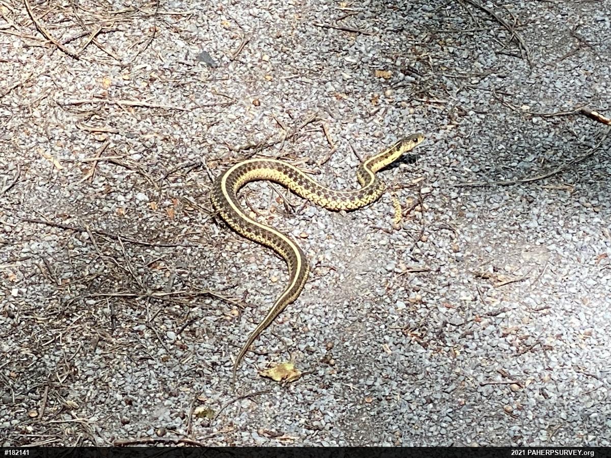Eastern Gartersnake