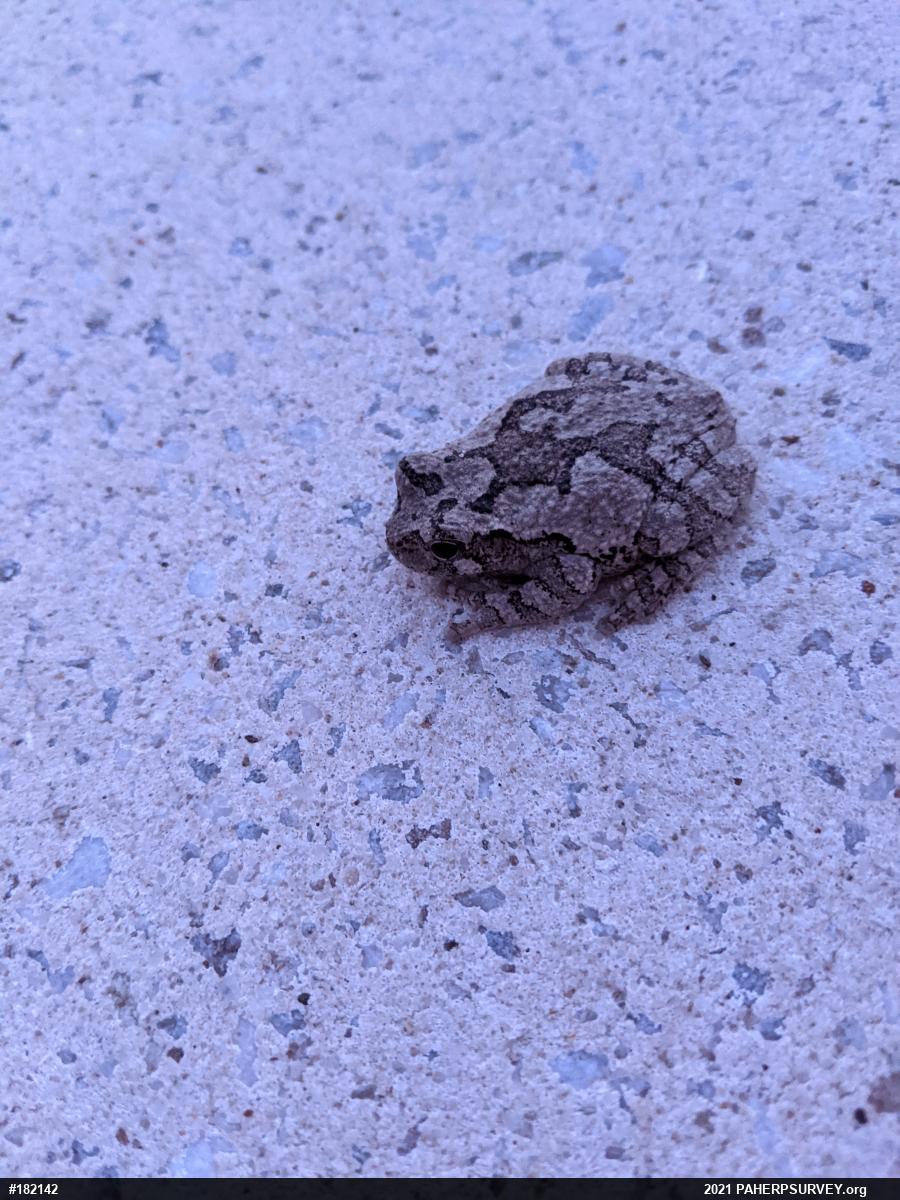 Unknown Gray Treefrog