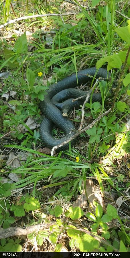 Northern Black Racer