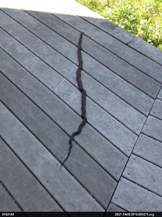 Eastern Ratsnake