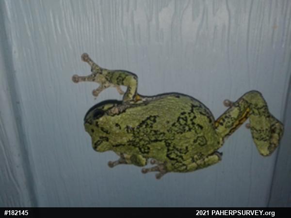 Unknown Gray Treefrog