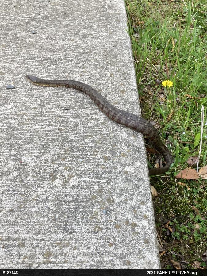 Northern Watersnake