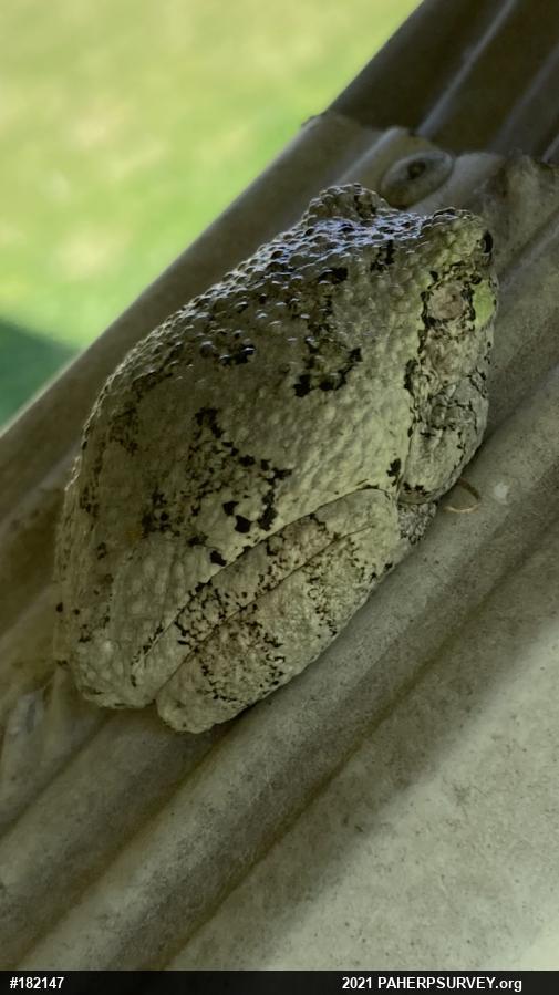 Unknown Gray Treefrog