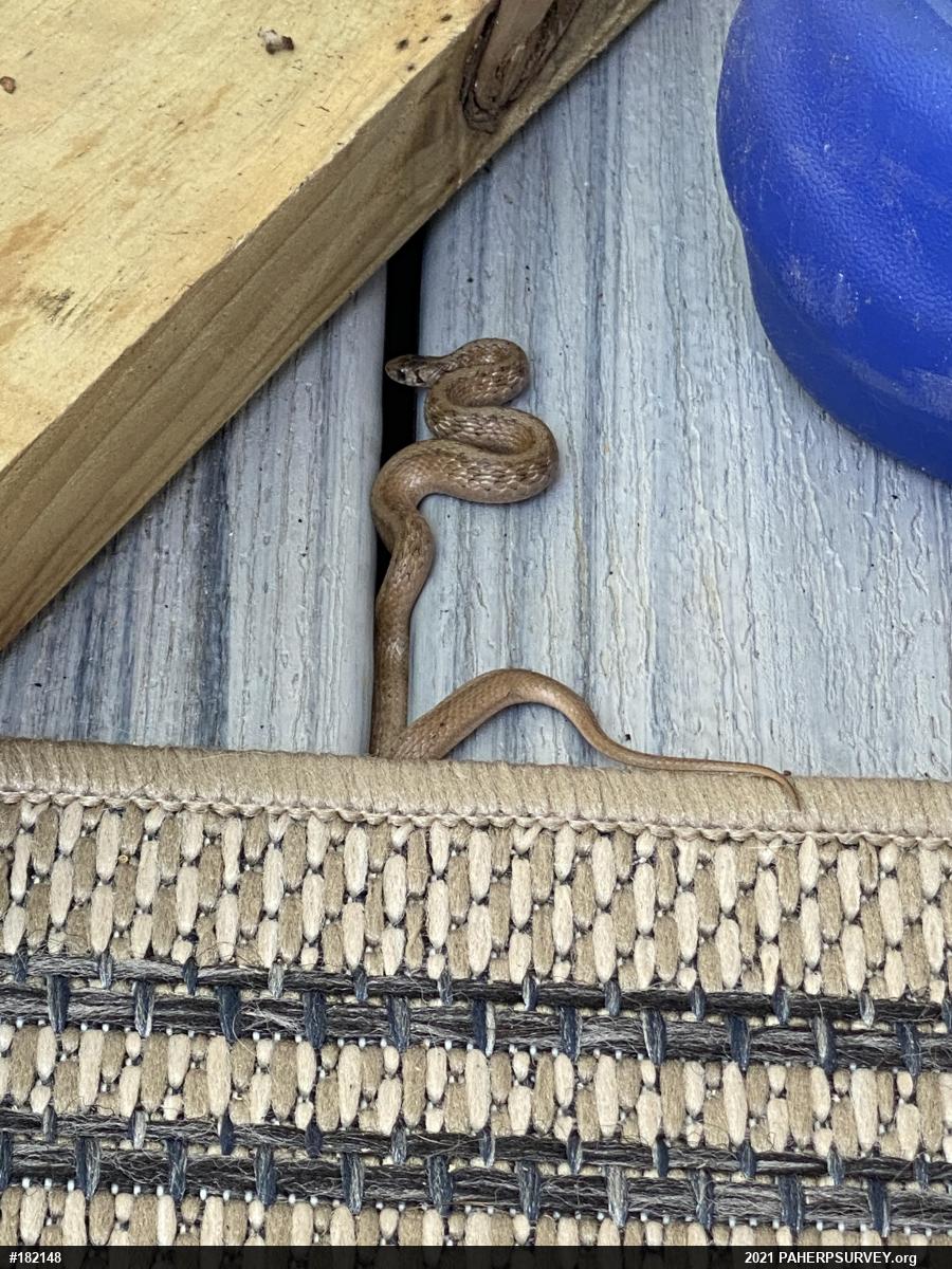 Dekay's Brownsnake