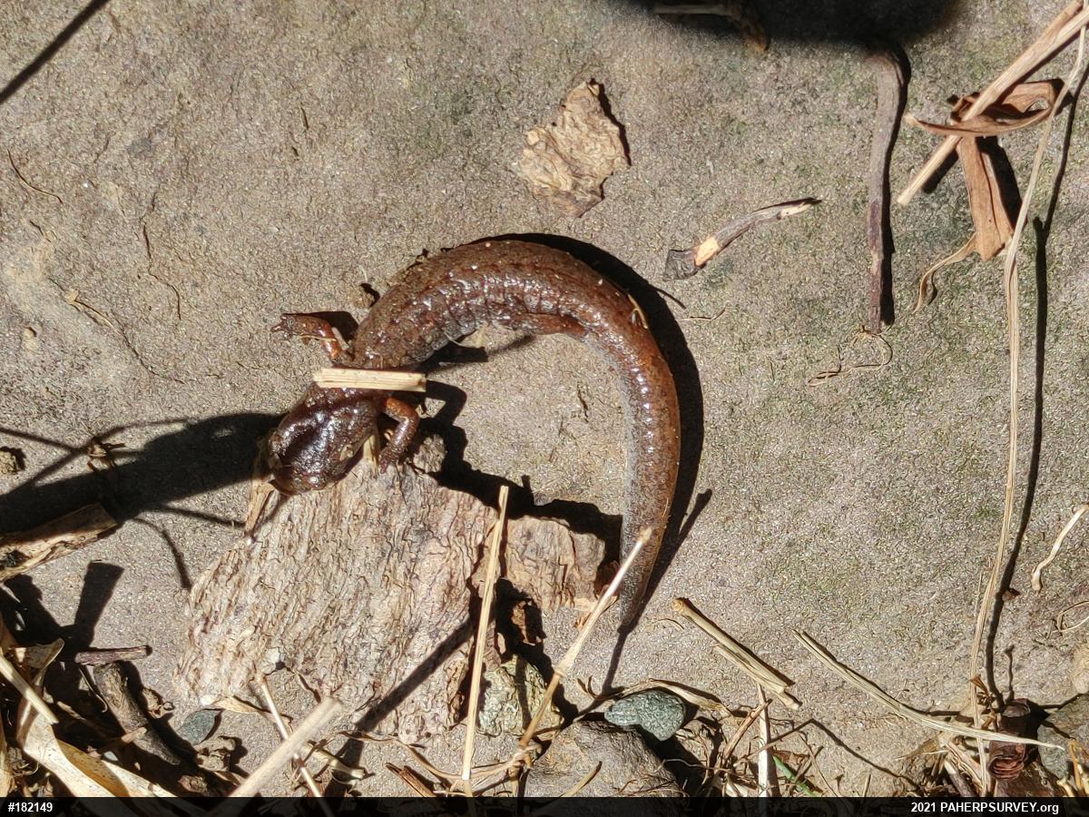 Four-toed Salamander