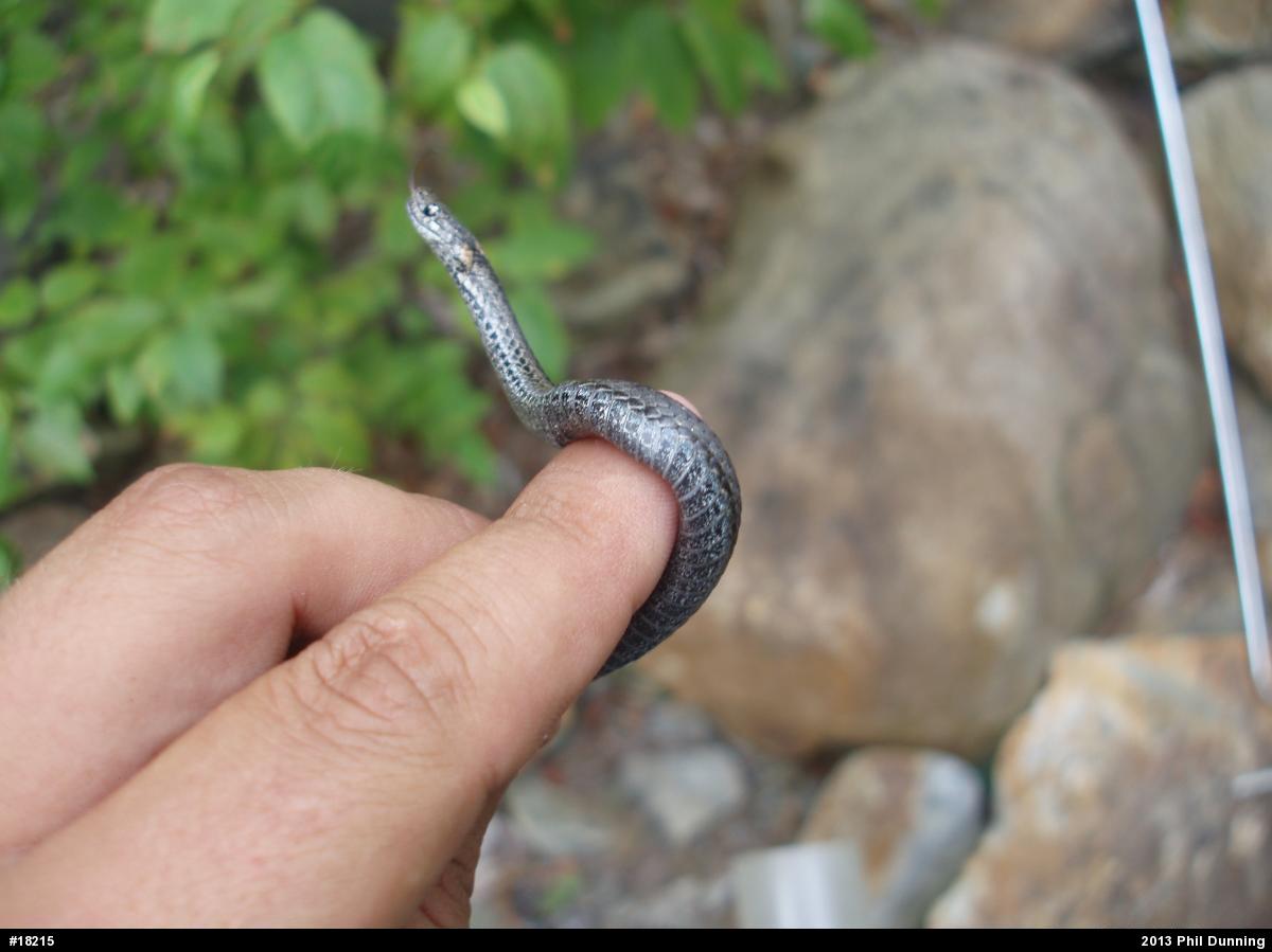 Red-bellied Snake