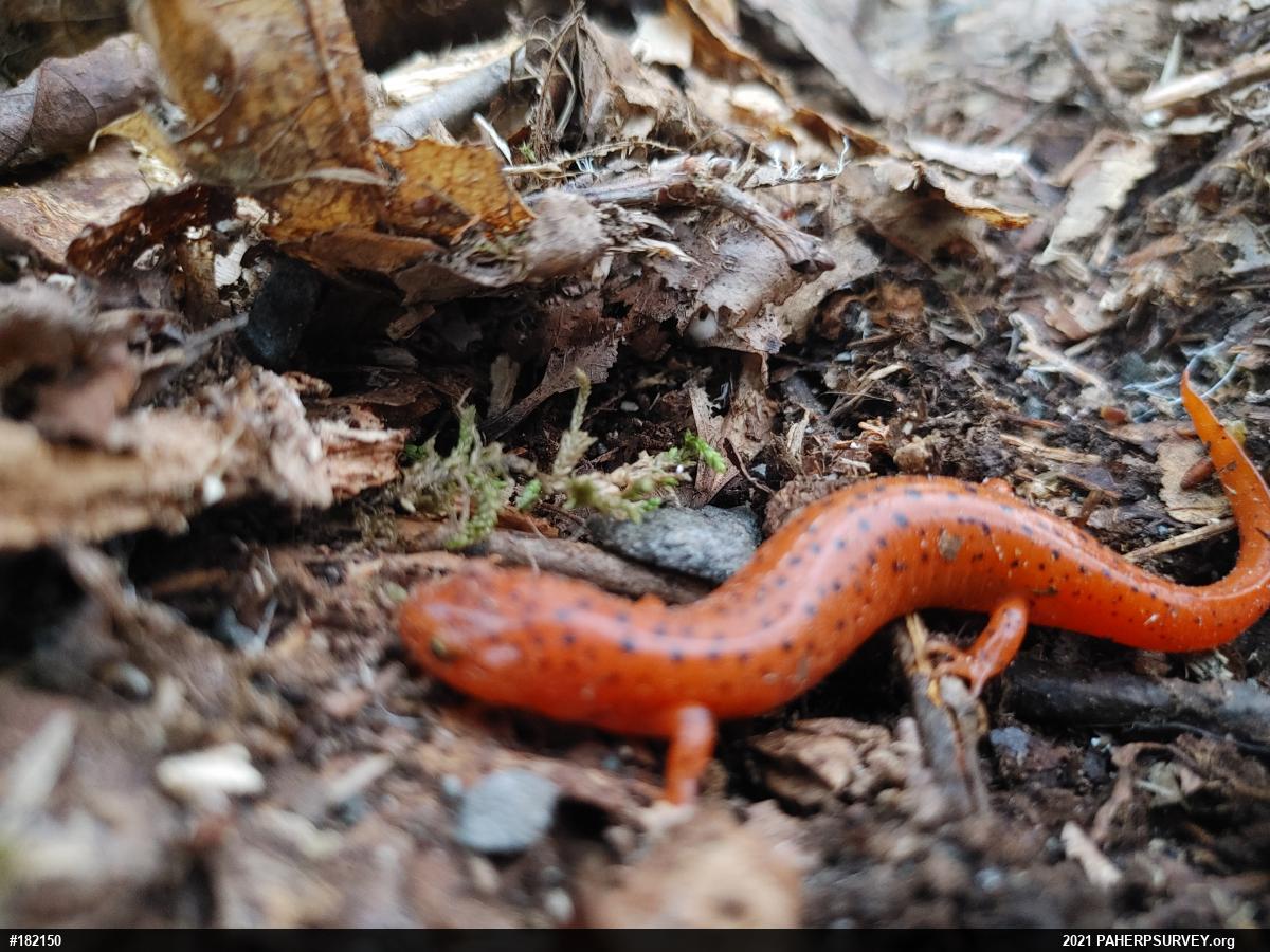 Northern Red Salamander
