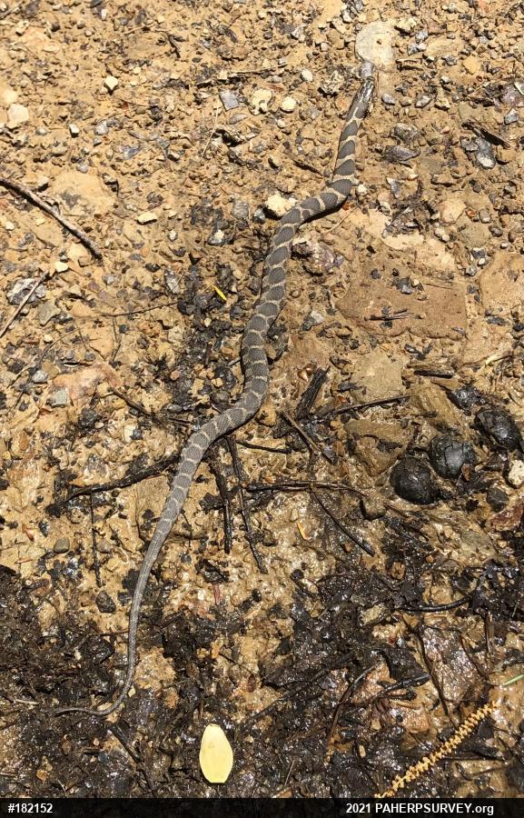 Northern Watersnake