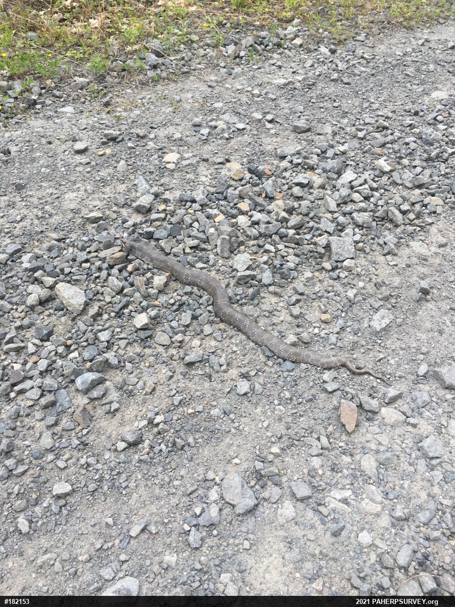 Eastern Hog-nosed Snake