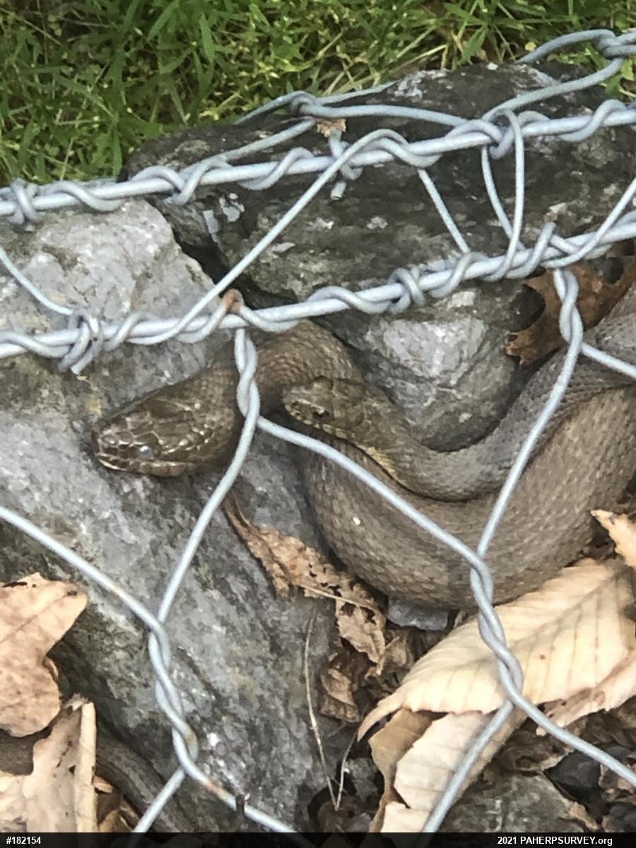 Northern Watersnake