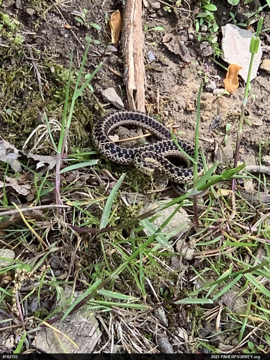 Eastern Gartersnake