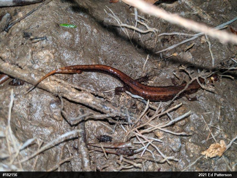 Allegheny Mountain Dusky Salamander