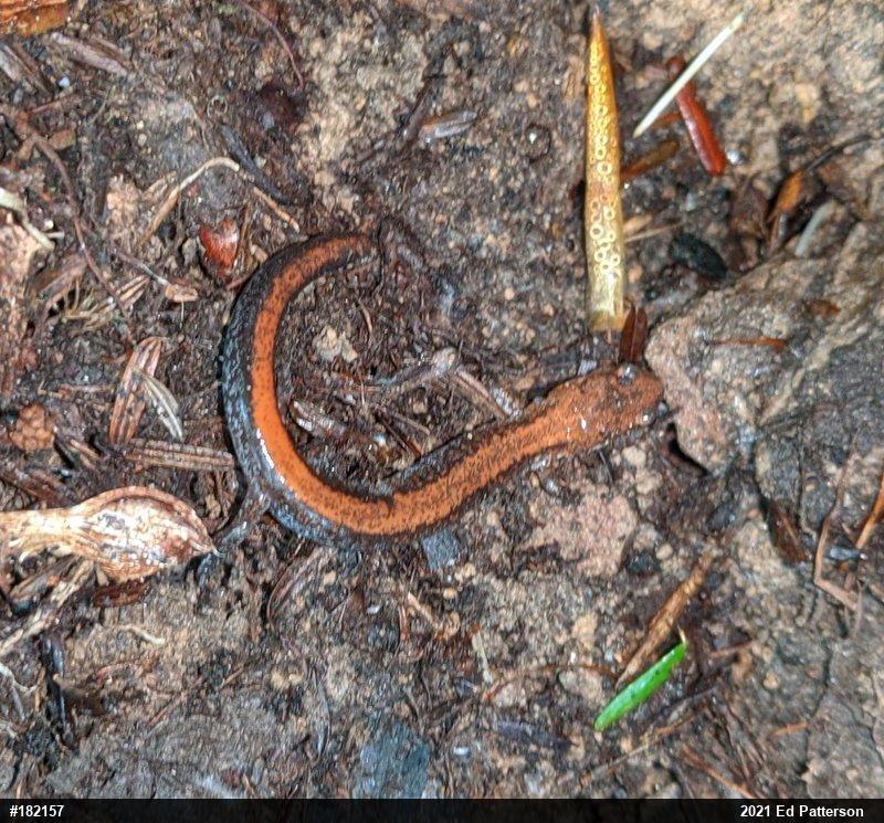 Eastern Red-backed  Salamander