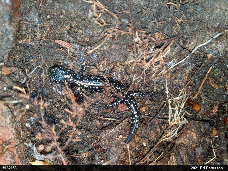 Northern Slimy Salamander