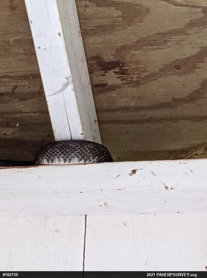 Eastern Ratsnake