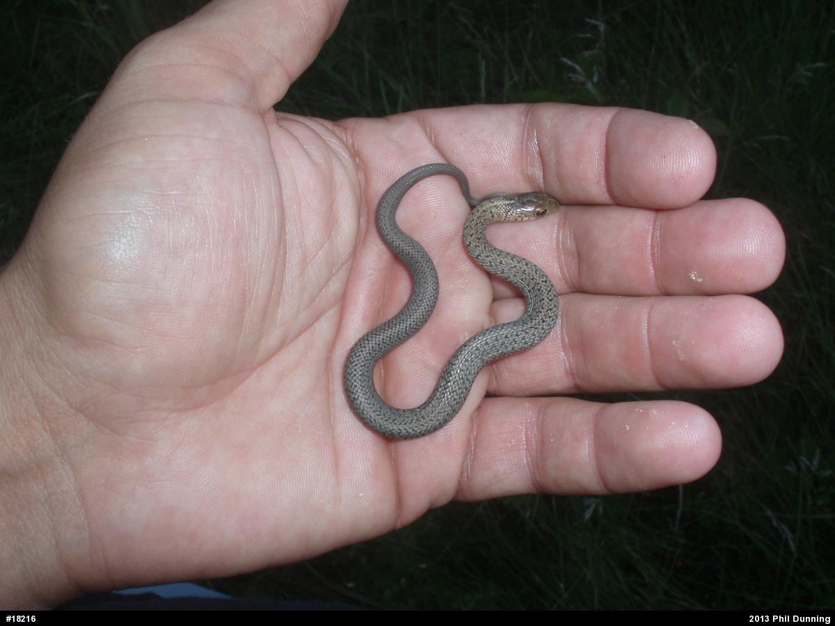 Shorthead Gartersnake