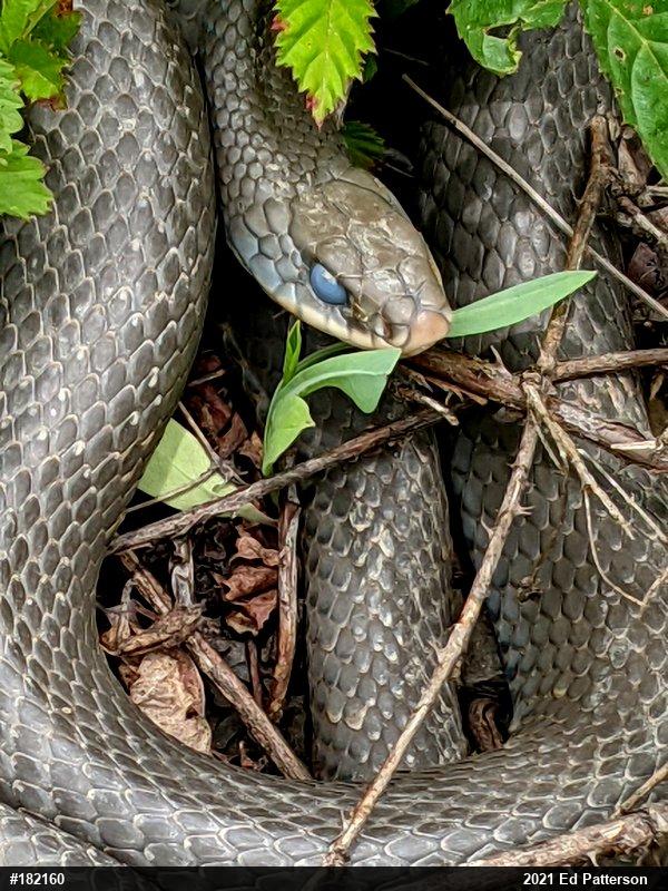 Northern Black Racer