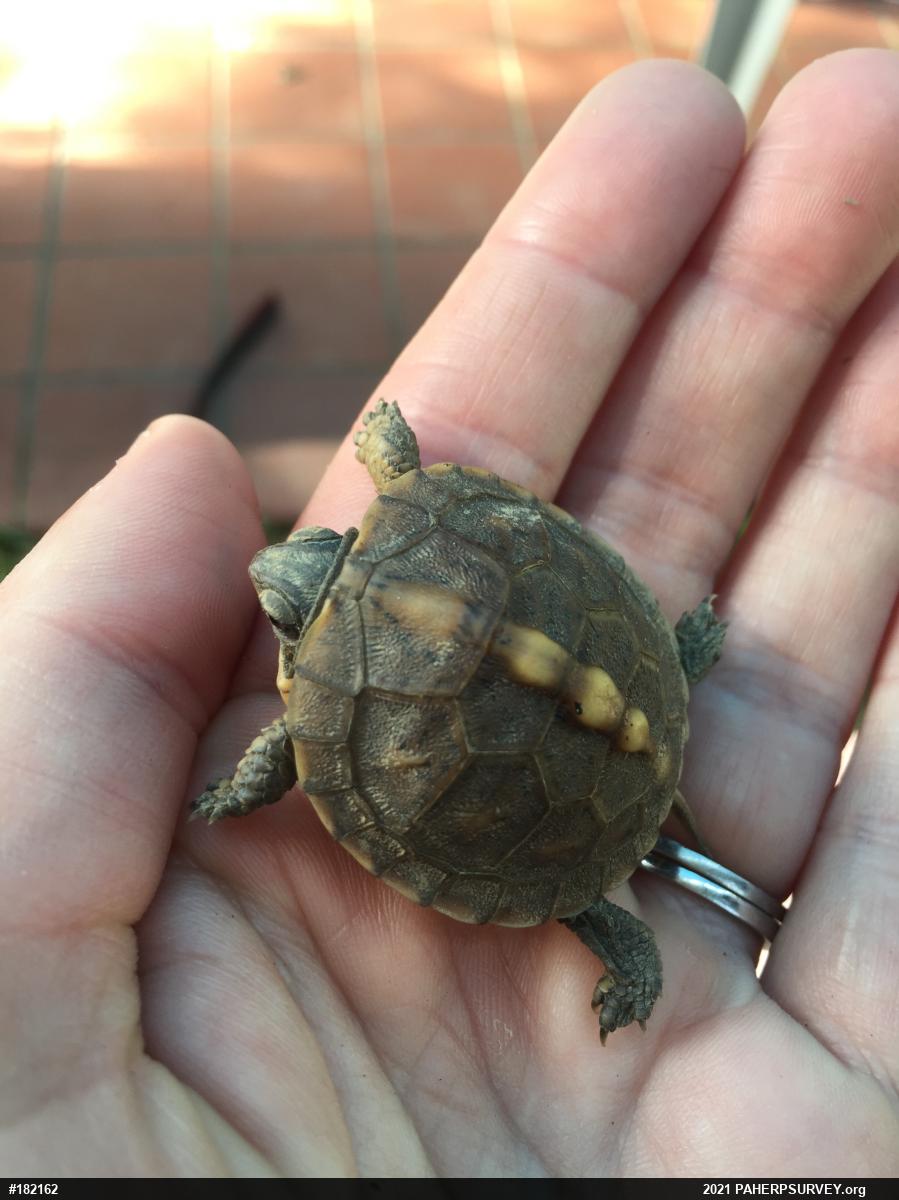 Eastern Box Turtle