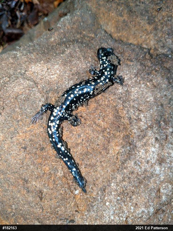 Northern Slimy Salamander