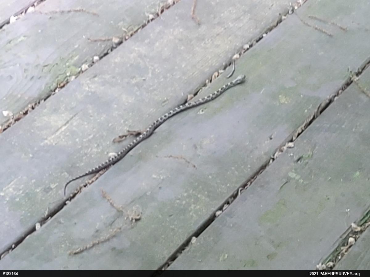 Eastern Ratsnake