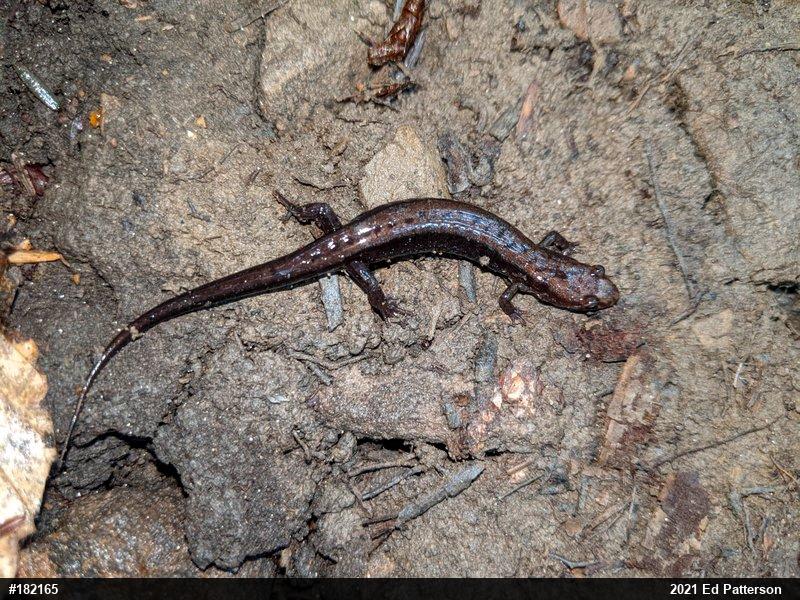 Allegheny Mountain Dusky Salamander