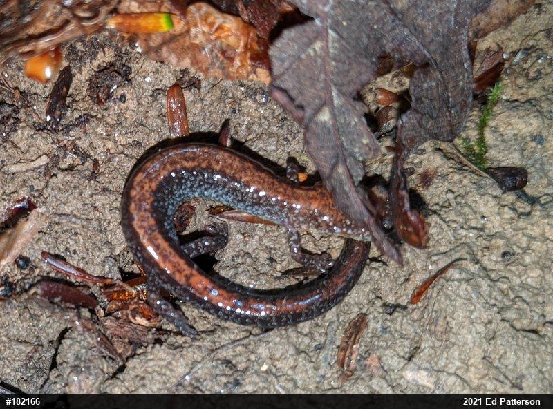 Eastern Red-backed  Salamander