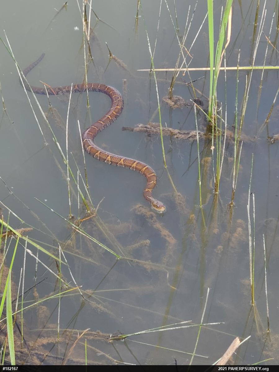 Northern Watersnake