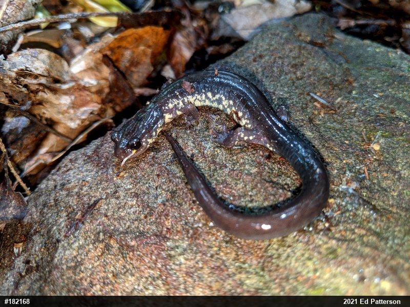 Wehrle's Salamander