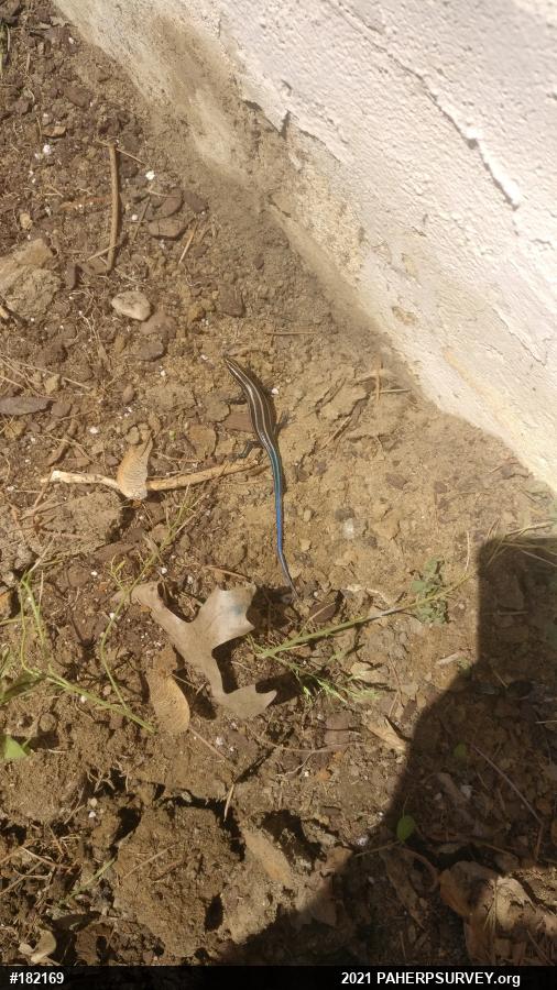 Common Five-lined Skink