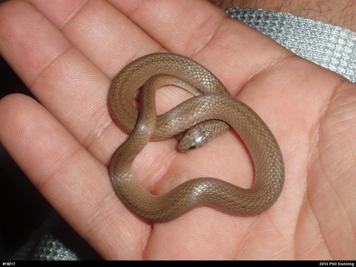 Mountain Earthsnake
