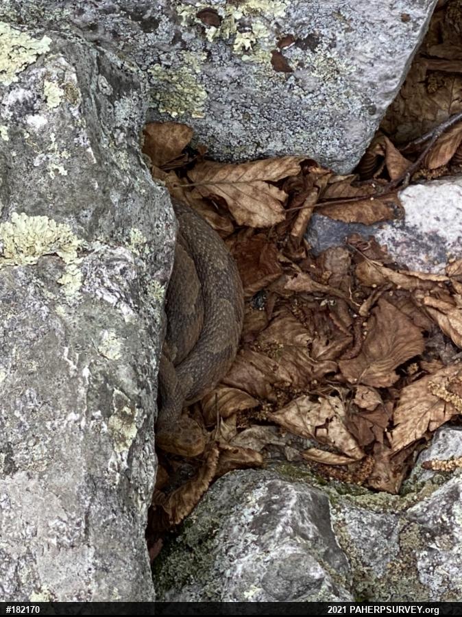Northern Copperhead
