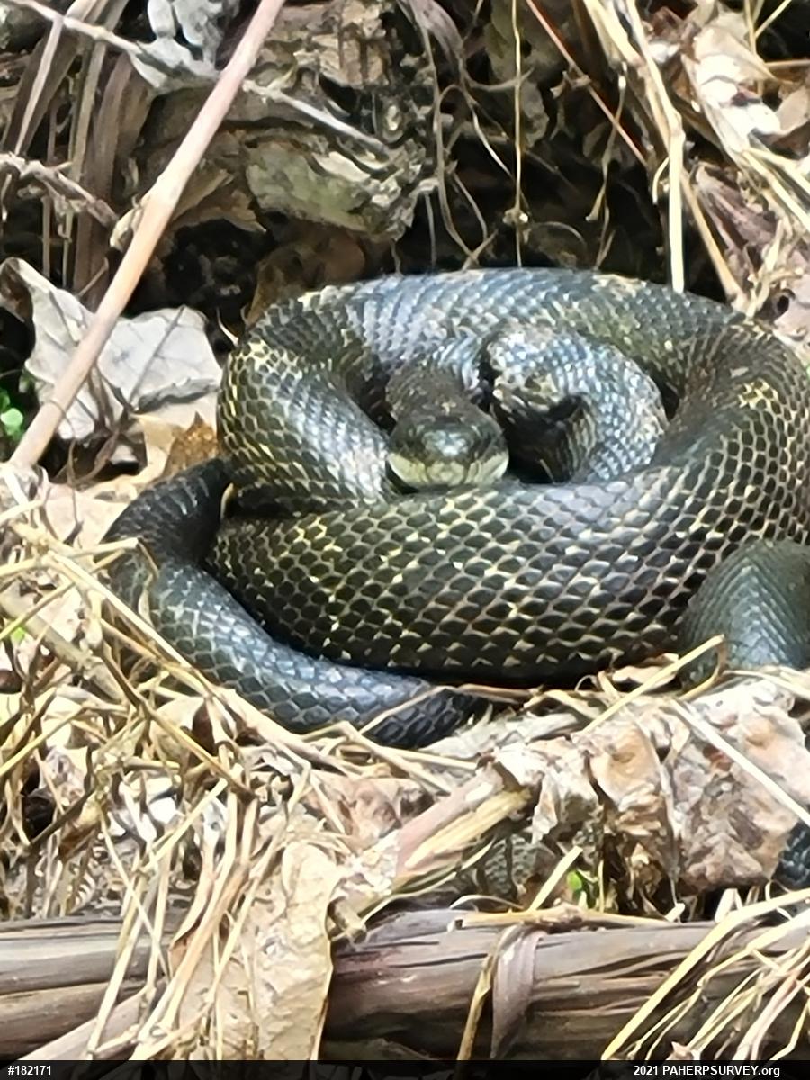 Eastern Ratsnake