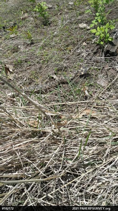Eastern Hog-nosed Snake