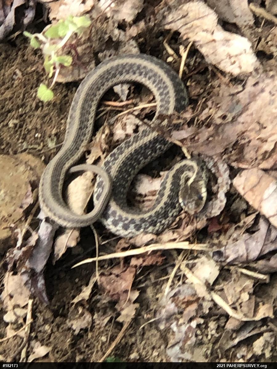 Eastern Gartersnake
